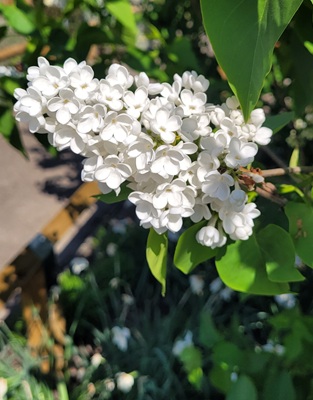 Small Image