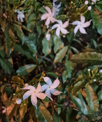 Crape Jasmine
