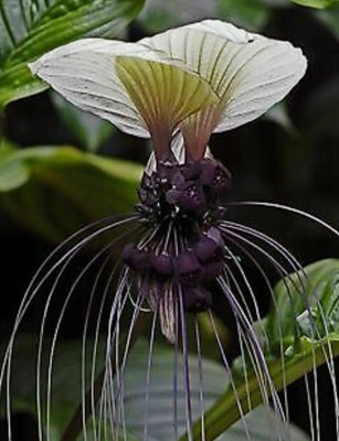 White Bat Flower