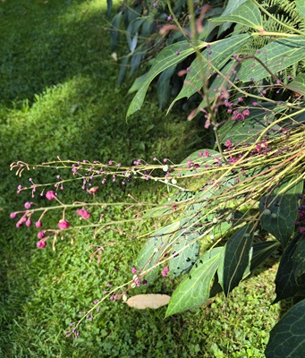 Image of Jewels of Opar