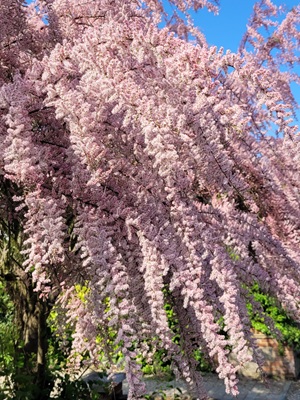 Image of French Tamarisk
