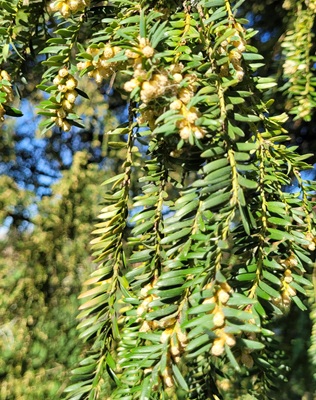 Image of Common Yew