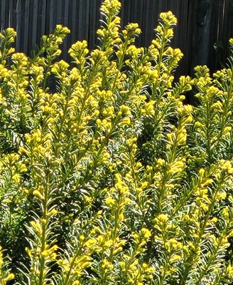 Common Yew