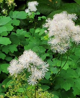 Image of Columbine Meadow-rue