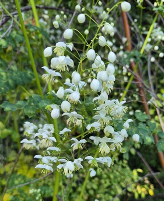 Image of Lavender Mist Meadow Rue