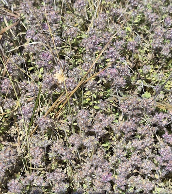 Wild Thyme