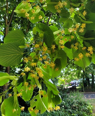Image of Large-leaved Lime