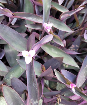 Image of Purple Heart