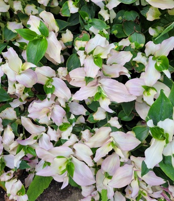 Image of Maidens Blush