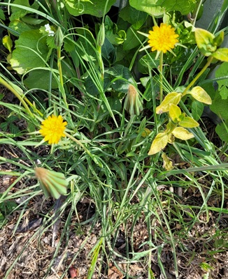 Yellow Goat's Beard