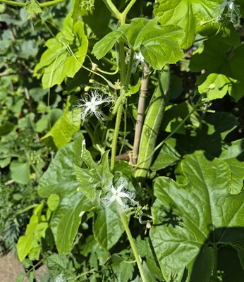 Snake Gourd