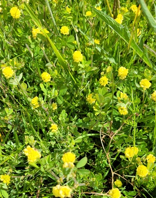 Image of Hop trefoil