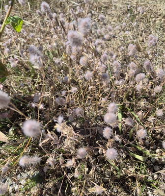 Hare's-foot Clover