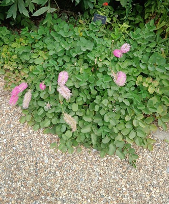 Purple Clover
