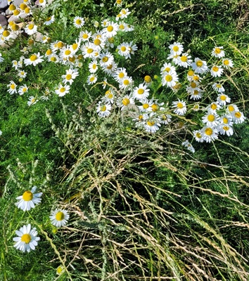 Image of Sea Mayweed