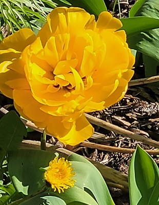 Small Image