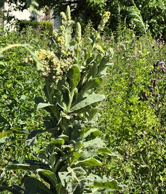 Great Mullein