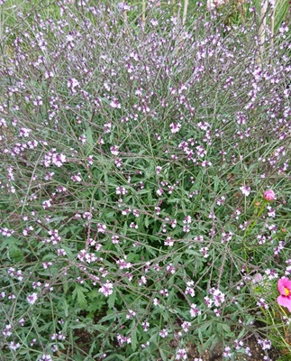 Common Vervain