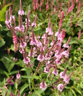 Blue Vervain