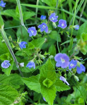 Image of Bird's Eye Speedwell
