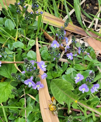 Image of Thyme-leaved Speedwell