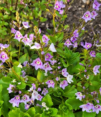 Water Speedwell