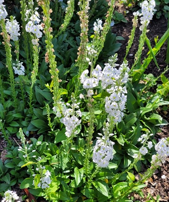 Thyme-leaved Speedwell