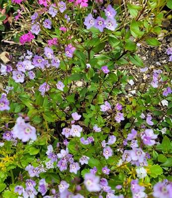 Common Speedwell