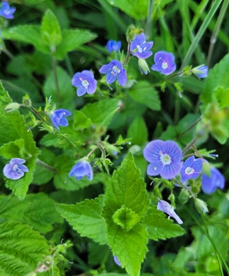 Image of Germander Speedwell