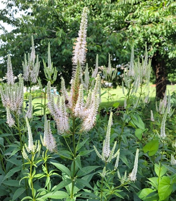Image of Culver's Root