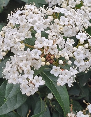 Image of Laurustinus