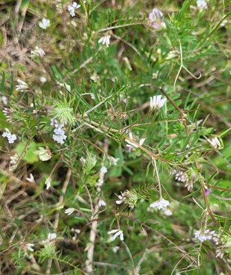 Tiny Vetch
