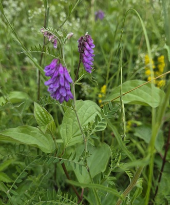 Tufted Vetch