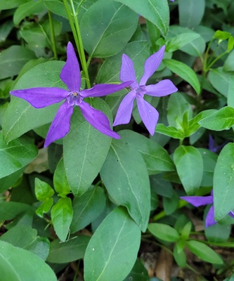 Image of Greater Periwinkle