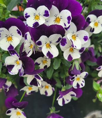 Small Image