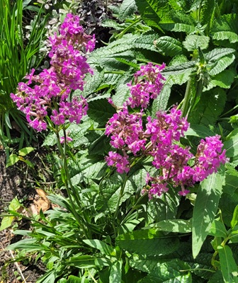 Sticky Catchfly