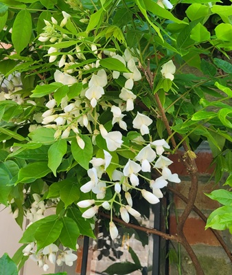 Small Image