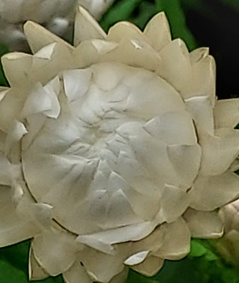 Image of Strawflower