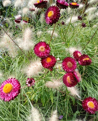 Strawflower