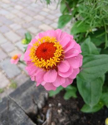 Small Image