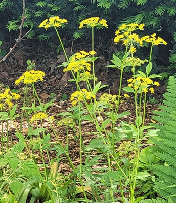 Golden Alexanders